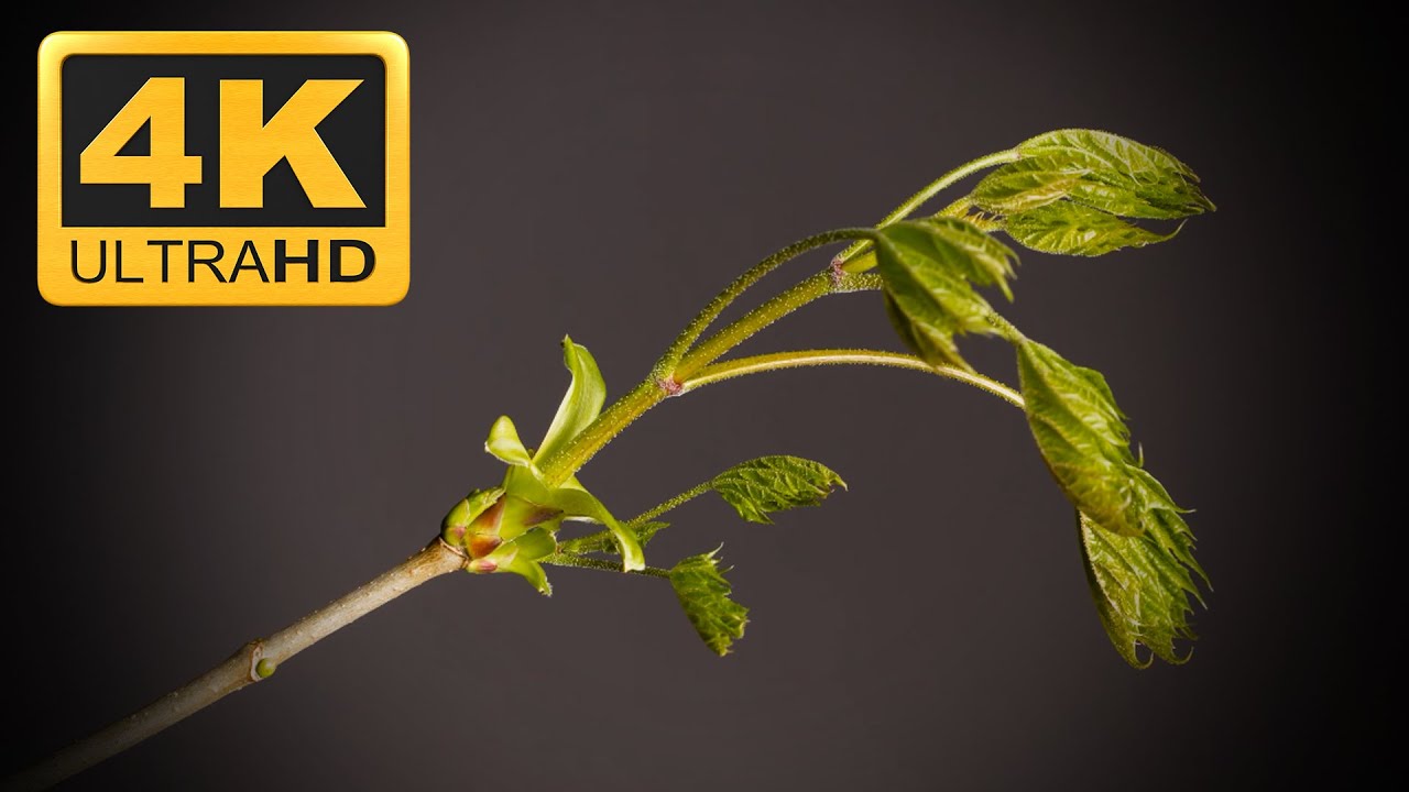 [4K] Flower, Time Lapse, Bud, Sprouts, Leaf | FREE STOCK FOOTAGE VIDEO ...