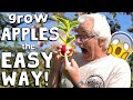 GROWING an Apple Tree from SEED to FRUIT! (2021)