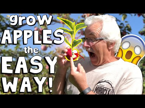 Video: Fortune Apple Tree Info - How To Grow Fortune Apples In the Landscape