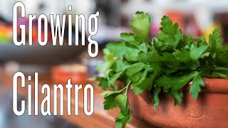 Growing Cilantro in Abundance