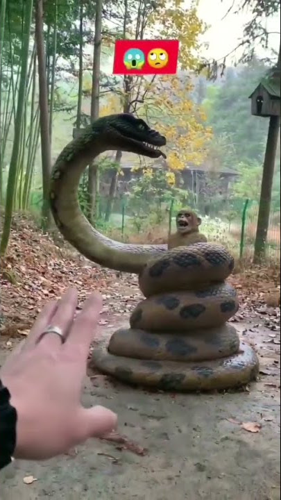The Art of zoo #shorts #shortsyoutube #shortvideo #the8k #the_8k