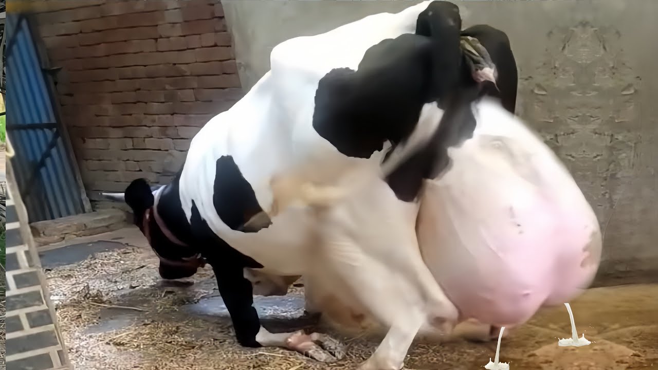 World Biggest Udder Fresin Cow + Girlando Cow 