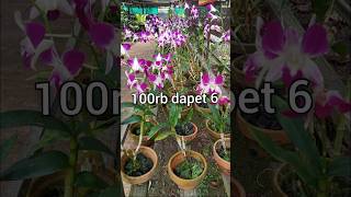 Anggrek dendro di obral #anggrek