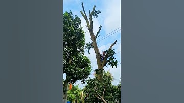 Cưa cây Xoài cạnh hàng rào