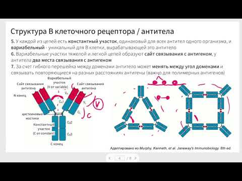 Vídeo: Bloqueio Duplo De HER2: Dados Pré-clínicos E Clínicos