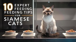 10 Expert Feeding Tips for Siamese Cats by The Cat Connoisseur's Channel 8 views 1 month ago 3 minutes, 49 seconds