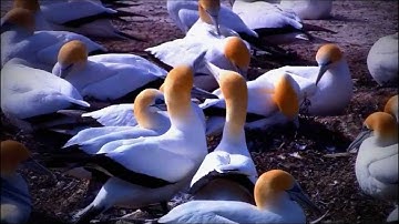 The Retarded Test Video.