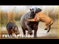 NAMIBIA RIVER WARS - Hippos Fight for Every Breath (Full Episode) | Nature Animal Documentary