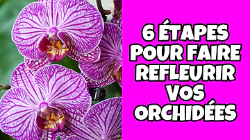 Comment faire quand la tige est jaune d'une orchidée ?