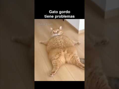 GATO GORDO TIENE PROBLEMAS