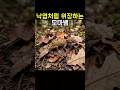 리프테일게코 (Leaf-tail gecko)