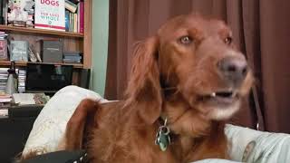 Spencer the Irish Setter talking with wolves.