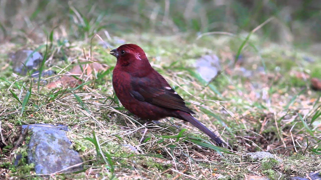 Vinaceous Rosefinch 