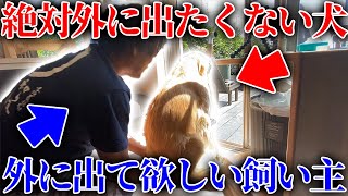 家の中が好きすぎてで駄々をこねるレトリバーのまる