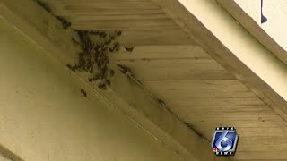 How to protect yourself during bee season