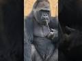 Funny with Kinh Kong 2024 #animals