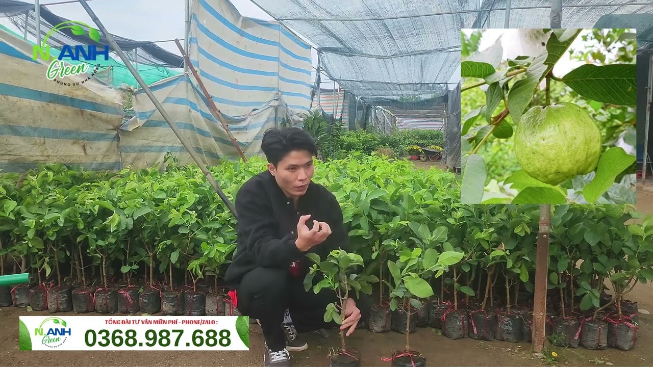 Cung cấp cây giống Ổi Nữ Hoàng F1 chuẩn: Trái to, giòn ngọt, ít hạt