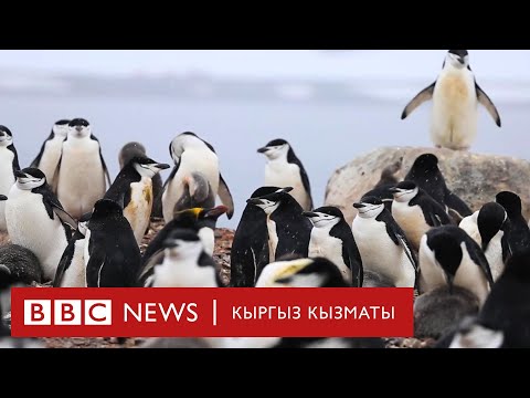 Video: Пингвиндер жөнүндө кызыктуу фактылар. Антарктиданын пингвиндери: сүрөттөмө