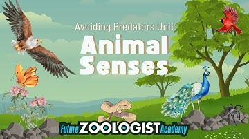 Animal Senses | Five Basic Senses