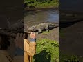 Survival Skill in Red Dead Redemption 2 P1270 #rdr2 #gaming #shorts
