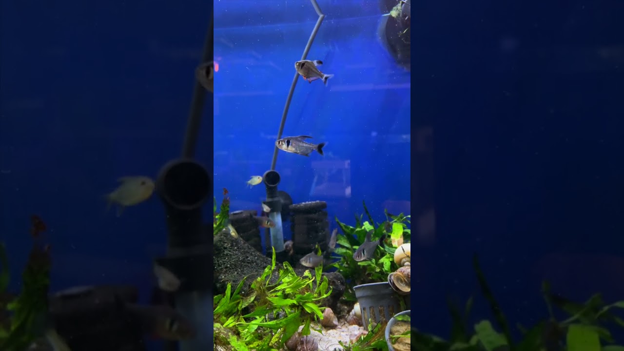 Why You NEED Black Phantom Tetras! 