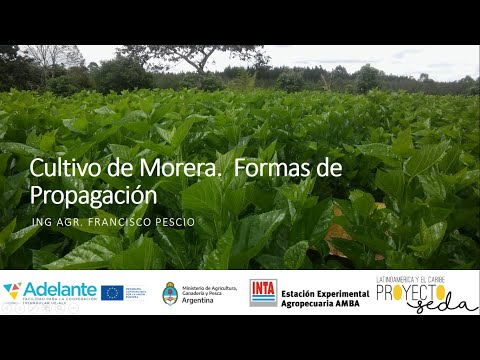 Vídeo: Propagació De La Morera