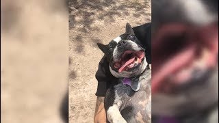 Dog Went Jogging But She Gave Up The First Minute