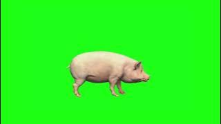 babi green screen