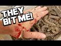 29 BABY SNAKES BITE ME!! LIVE BIRTH!! | BRIAN BARCZYK