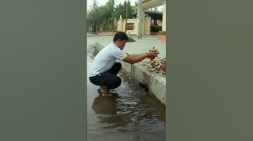 Remove Leaves Clogged Culvert Drain #remove #unclog #drain #satisfying #shorts