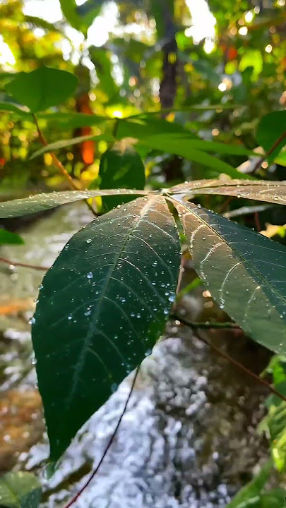 Nature's love🏞️🌸#nature #love #youtubeshorts #shorts #video