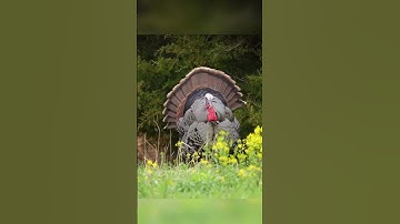 Thumbnail of Sounds better than the gobble gobble. #funny #funnyvideo #trending #thanksgiving