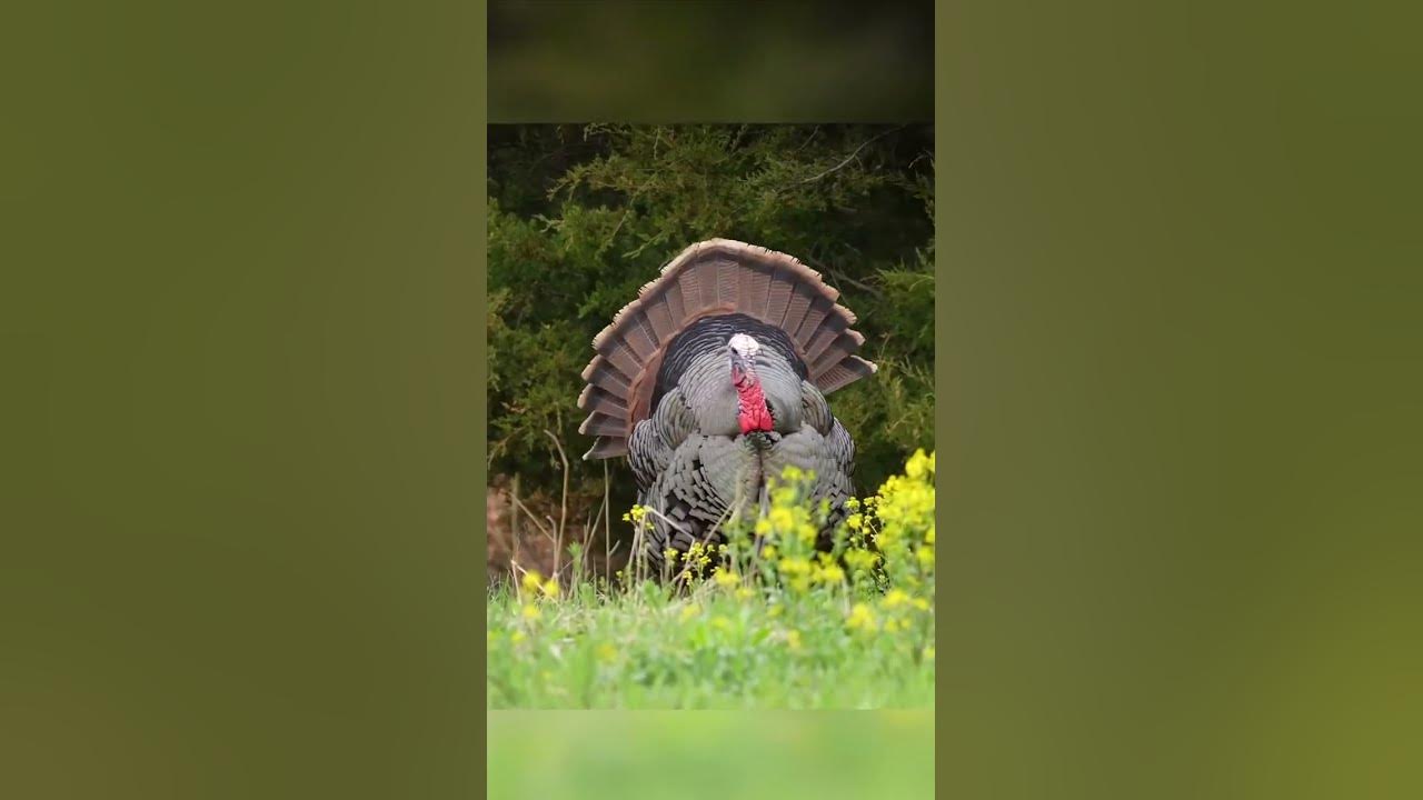 Sounds better than the gobble gobble. #funny #funnyvideo #trending #thanksgiving