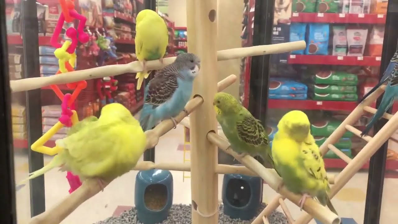 🐹🦜Looking at cute hamsters, guinea pigs, white mice and parakeet birds