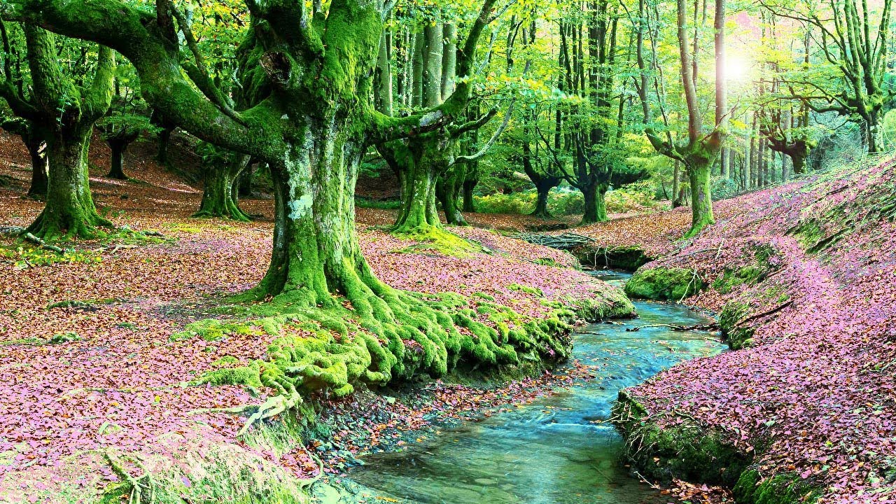Nature merveilleuse, ruisseau au coeur de la forêt, chants d'oiseaux