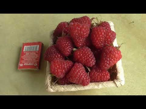 ДЕЛЬНИВА - один