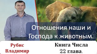 Как Господь Смотрит На Отношения К Животным. Числа 22 Глава. Часть 3.