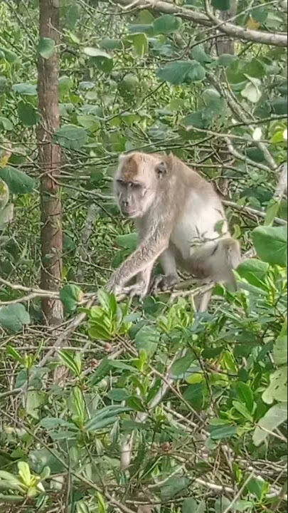 The Funny Monkey#Shorts