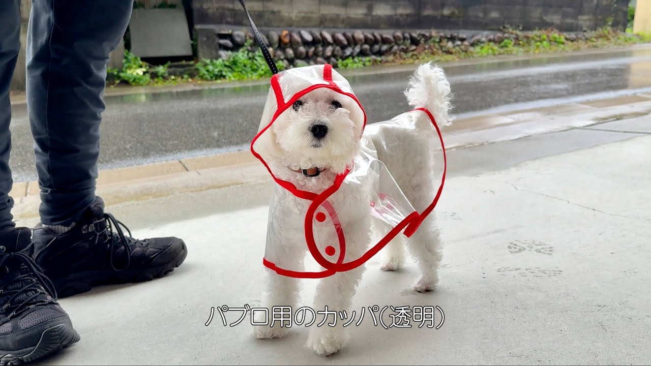 Тихий дождливый день с моим той-пуделем｜Суп, прогулка и моменты под дождём