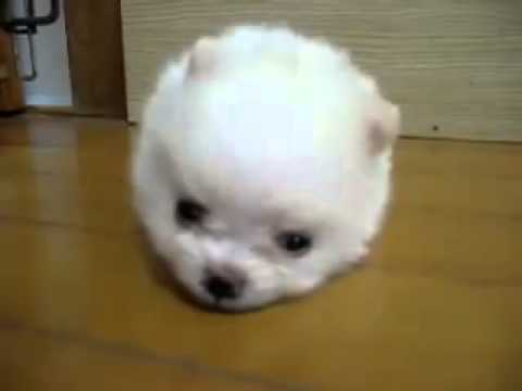 綿飴みたいな かわいい子犬 Youtube