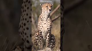 Download Lagu Wild BIG Cats Fighting for Survival in the Wilderness 🐆🌑 MP3 Download Lagu Wild BIG Cats Fighting for Survival in the Wilderness 🐆🌑 MP3