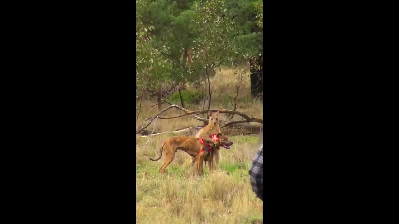 Man Rescues Dog From Fierce Kangaroo 