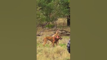 Man Rescues Dog From Fierce Kangaroo!
