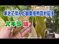寒さで傷んだ植物達の対処法Prt.1[パキラ]