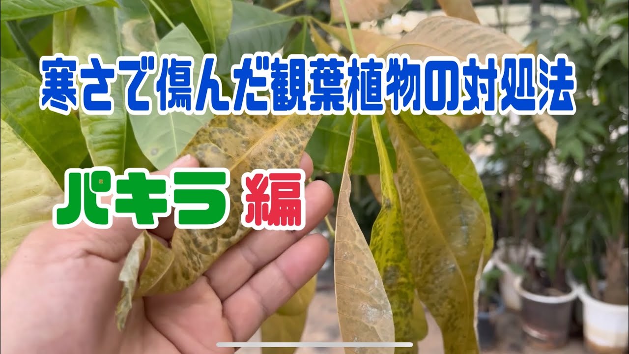 寒さで傷んだ植物達の対処法Prt.1[パキラ]