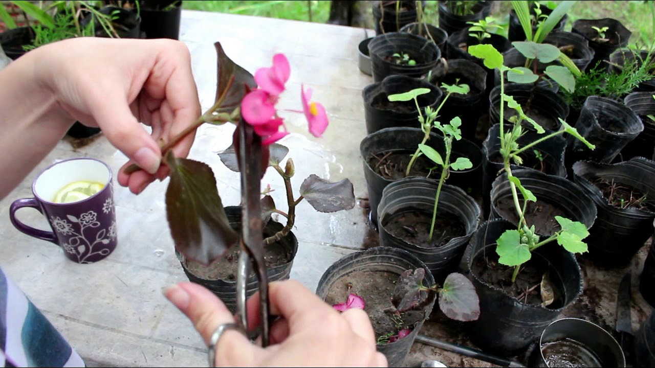 COMO REPRODUCIR LA FLOR DE AZÚCAR, BEGONIA O SEMPERFLORENS - YouTube