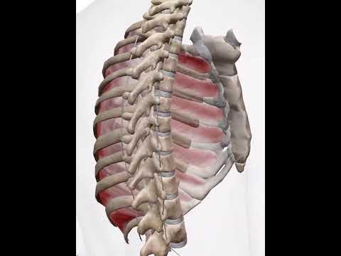 肋下筋・ろっかきん／Musculus subcostal YouTube