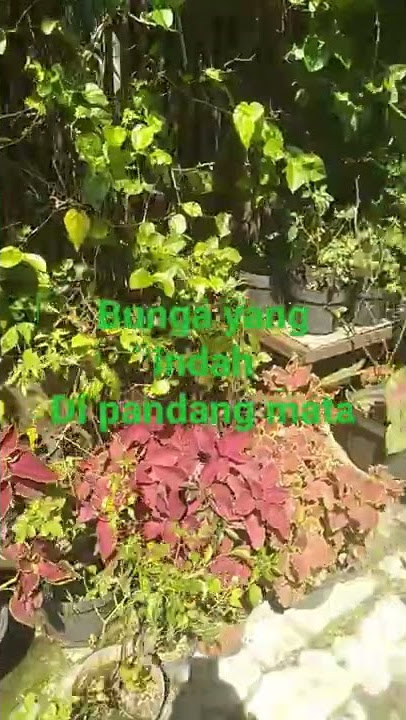 bunga bunga di taman