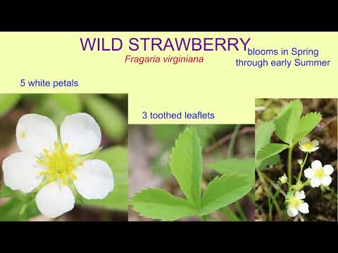 Video: Herbicid na lesní jahody – Jak se zbavit rostlin lesních jahod
