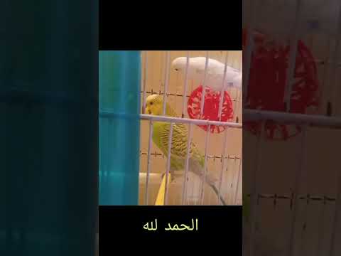 الا الله رجاء